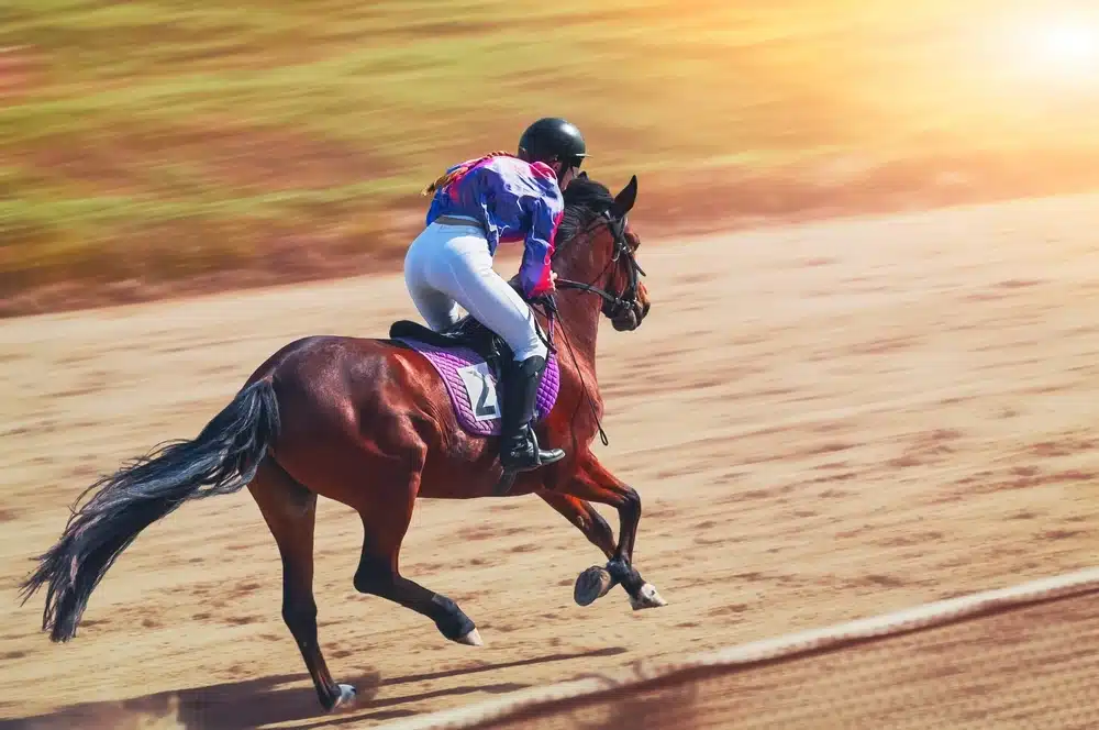 sportsbetjp how important is a jockey to a horses victory image 1