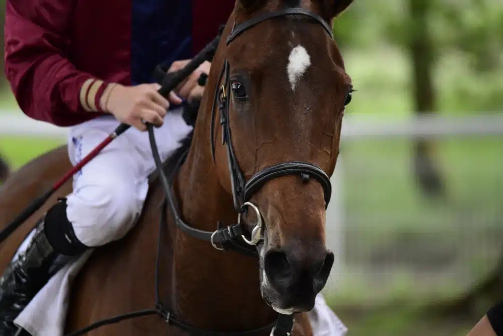 sportsbetjp how important is a jockey to a horses victory image 2
